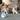 Automatic dog ball thrower FetchMate by Aspire Alley