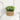 Faux Eucalyptus Desk Plant - Realistic Artificial Greenery Decor - Aspire Alley