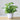 EverGreen Bonsai Decor - Aspire Alley