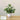 EverGreen Bonsai Decor - Aspire Alley