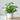 EverGreen Bonsai Decor - Aspire Alley