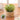 Faux Eucalyptus Desk Plant - Realistic Artificial Greenery Decor - Aspire Alley