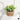 Faux Eucalyptus Desk Plant - Realistic Artificial Greenery Decor - Aspire Alley