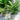 Artificial Potted Mini Plants - Faux Greenery | Aspire Alley