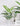 Artificial Potted Mini Plants - Faux Greenery | Aspire Alley