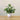 EverGreen Bonsai Decor - Aspire Alley
