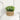 Faux Eucalyptus Desk Plant - Realistic Artificial Greenery Decor - Aspire Alley