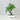 Zen Bonsai Potted Plant