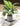 Artificial Potted Mini Plants - Faux Greenery | Aspire Alley